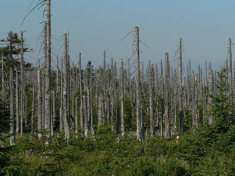 Gozd na Češkem, ki ga je uničil kisli dež.
